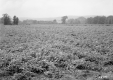 Grace Currier's Property