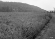 Grace Currier's Property