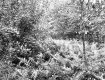 Andrew and Nancy Watson's Property