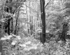 William H. Hickin's Property