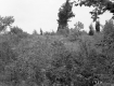 Alice and Sidney Clayton's Property