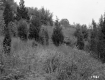 Alice and Sidney Clayton's Property