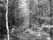 Alice and Sidney Clayton's Property