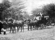 Horse and Carriage