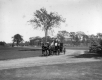 Horse and Carriage
