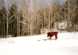 Fitzgerald Cows and Arrowhead Mountain