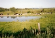 Cows at the Mears Farm