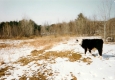 Cow in Winter