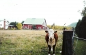 Clinton Farm