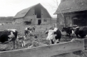 Clarance Jackson's Farm