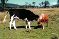 Ed Mayville's Farm on North Road