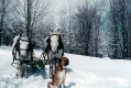 Winter Scene