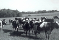 Cattle Grazing