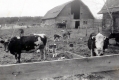 Clarence Jackson's Cows