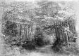 Forest Landscape