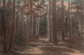 Forest Landscape