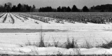 Farmland