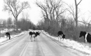 Cows Crossing Paved Road
