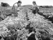 Farming