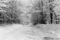 Winter Scene