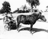 The Stone's Family Pony