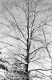 Snowy Trees