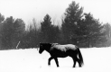Horse Trudging Through Snow