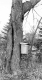 Sugaring