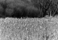 Vermont Landscape