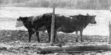 Cattle