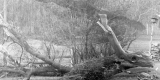 Fallen Trees