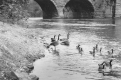 Ducks Wading in River