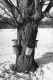 Sugaring
