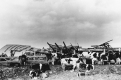 Cattle in Front of a Collapsed Barn