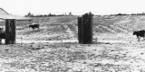 Cattle on Farm