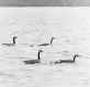 Two Couples of Canadian Geese and goslings