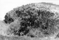 Shrub-Covered cliff