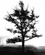 Silhouette of a tree