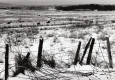 Farm Landscape
