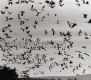 Geese Take Flight