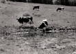 Cattle Grazing