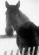 Stallion With Winter Coat