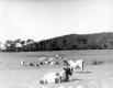 Cattle