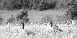 Geese 