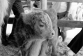 Baby Cow at Field days