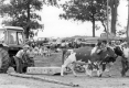 A Yoke of Oxen