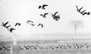 Geese in Addison 