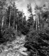 Addison County trail