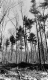 Timber Sales in Addison County