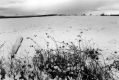 Whiting in winter